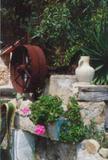 Still life, Mallorca, 1994