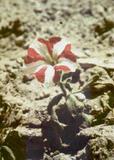 Flower, Hungaria, 1985